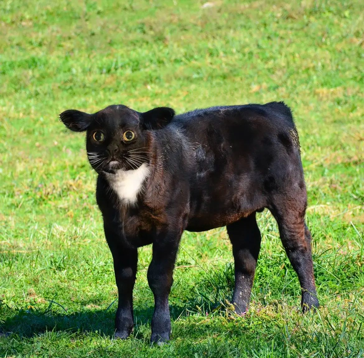 A cat crossed with a cow